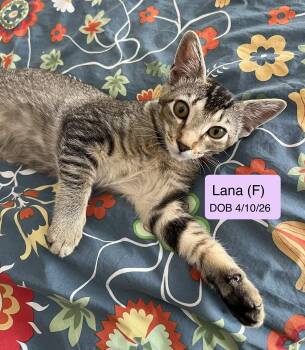 Lana -  Tabby and Domestic Short Hair Cat for Adoption in Vacaville, California - Lana | PetCurious