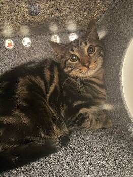 Monet -  Domestic Short Hair Cat for Adoption in Cincinnati, Ohio - Monet | PetCurious