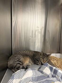 PEPPA -  Domestic Short Hair Cat for Adoption in Indianapolis, Indiana - PEPPA | PetCurious