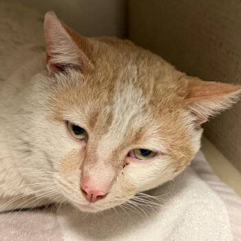 Domestic Short Hair Cats Available for Adoption - Creamsickle | PetCurious