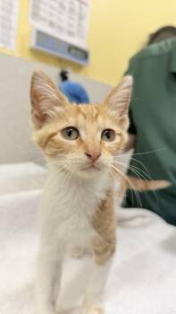 Sadie -  Domestic Short Hair Cat for Adoption in Honolulu, Hawaii - Sadie | PetCurious