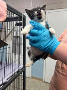Domestic Short Hair Cats Available for Adoption in Blountville, Tennessee - Lila | PetCurious