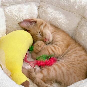 Tootsie & Rollo -  Domestic Short Hair and Tabby Cat for Adoption in Yorba Linda, California - Tootsie & Rollo | PetCurious