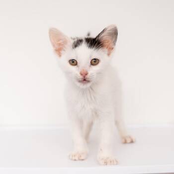 Shedu -  Domestic Short Hair Cat for Adoption in New York, New York - Shedu | PetCurious