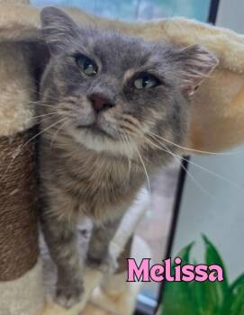 Melissa -  Domestic Short Hair Cat for Adoption in Rome, Georgia - Melissa | PetCurious