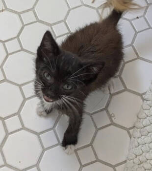 Rescue Domestic Short Hair Cats for Adoption in Los Angeles, California - Jollibee | PetCurious