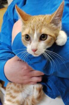 Domestic Short Hair Cats Available for Adoption in Kansas City, Missouri - Fauna | PetCurious