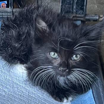 DESERT -  Domestic Medium Hair Cat for Adoption in Richmond, California - DESERT | PetCurious