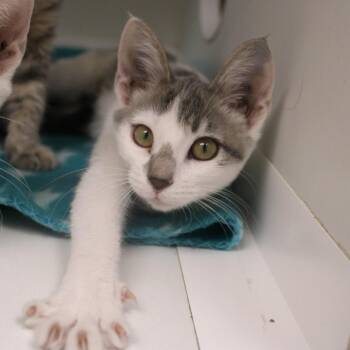 Claire -  Domestic Short Hair Cat for Adoption in Champaign, Illinois - Claire | PetCurious