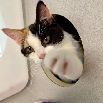 Sindel (and Liu) -  Domestic Short Hair Cat Available for Adoption in Seattle, Washington - Sindel (and Liu) | PetCurious