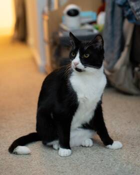 Muffin -  Domestic Short Hair Cat Available for Adoption - Muffin | PetCurious