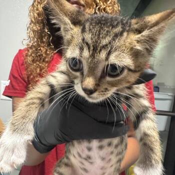 Hugo -  Domestic Short Hair Cat for Adoption in Tampa, Florida - Hugo | PetCurious
