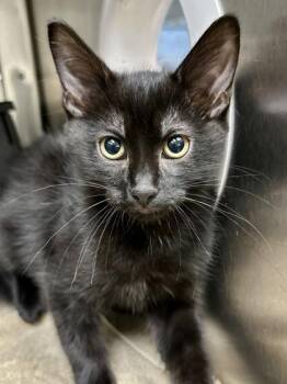 Raven -  Domestic Short Hair Cat for Adoption in Wichita, Kansas - Raven | PetCurious