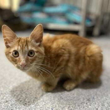 Gingerbread -  Domestic Short Hair Cat for Adoption in Blairsville, Georgia - Gingerbread | PetCurious