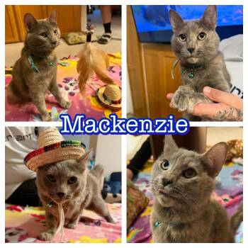 Domestic Short Hair Cats Available for Adoption in Hollister, California - Mackenzie | PetCurious