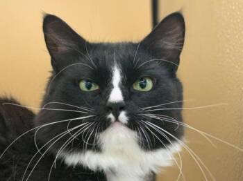 Winston -  Domestic Long Hair Cat for Adoption in Portland, Oregon - Winston | PetCurious