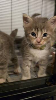 Maine Coon and Domestic Long Hair Cats Available for Adoption in Pacifica, California - Osso Buco | PetCurious