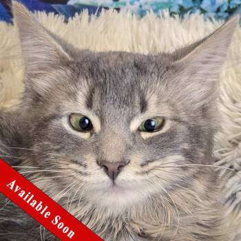Tabby and Domestic Medium Hair Cats Available for Adoption - Gracie | PetCurious