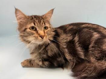 Salman -  Domestic Medium Hair and Domestic Short Hair Cat for Adoption in Woodbury, Minnesota - Salman | PetCurious