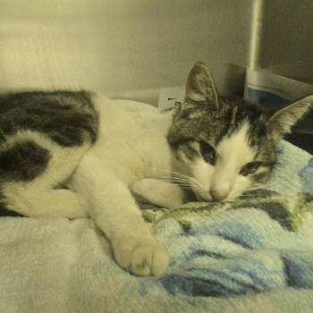 Uni -  Domestic Short Hair Cat Available for Adoption in Salt Lake City, Utah - Uni | PetCurious