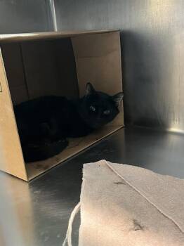 Domestic Short Hair Cats Available for Adoption in Boston, Massachusetts - JELLO | PetCurious