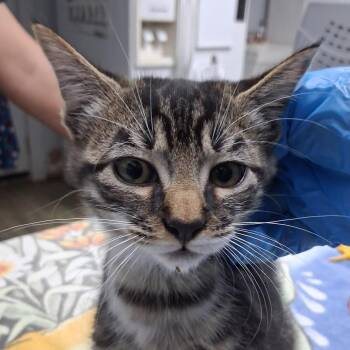 Greg -  Domestic Medium Hair Cat for Adoption in Summerville, South Carolina - Greg | PetCurious