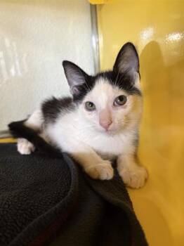 Mr. Turner -  Domestic Medium Hair Cat for Adoption in El Paso, Texas - Mr. Turner | PetCurious