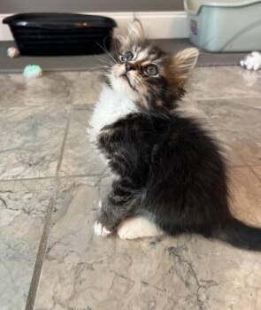 Domestic Medium Hair Cats Available for Adoption in Buford, Georgia - Roan | PetCurious