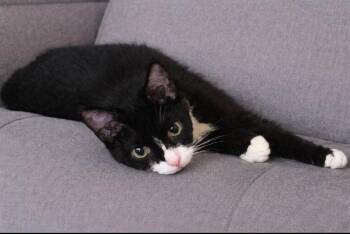Spideycat -  Domestic Short Hair and Manx Cat for Adoption in Alafaya, Florida - Spideycat | PetCurious