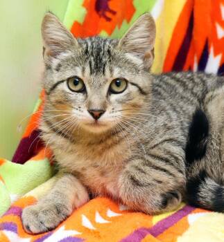 Domestic Short Hair Cats Available for Adoption in Tierra Verde, Florida - Kuri | PetCurious