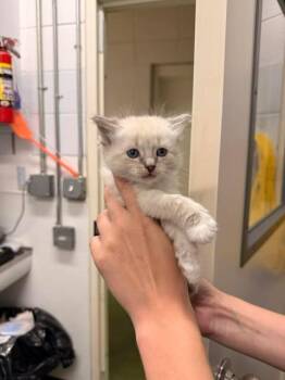Siamese Cats Available for Adoption in Fruit Heights, Utah - Purple Pie Man | PetCurious