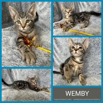 Wemby -  Domestic Short Hair Cat Available for Adoption in Corpus Christi, Texas - Wemby | PetCurious