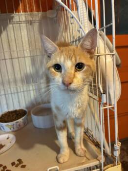 Jack -  Domestic Short Hair Cat for Adoption in Howell, Michigan - Jack | PetCurious