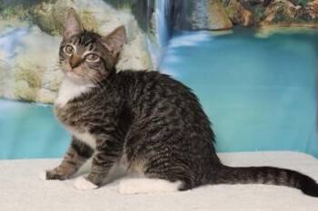 Robbie -  Domestic Short Hair Cat for Adoption in West Chester, Pennsylvania - Robbie | PetCurious