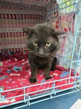 Domestic Short Hair Cats Available for Adoption in Gainesville, Florida - Toast | PetCurious
