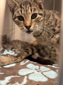 Rescue Domestic Short Hair Cats for Adoption in Batavia, Ohio - Bendy | PetCurious