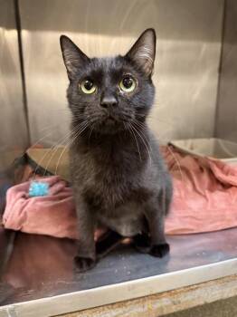 CHITCHAT -  Domestic Short Hair Cat for Adoption in West Valley City, Utah - CHITCHAT | PetCurious