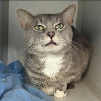 Domestic Short Hair Cats Available for Adoption in New York, New York - Ghostly Guy | PetCurious
