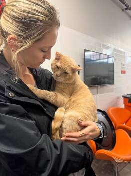 Rescue Domestic Short Hair Cats for Adoption in Levittown, Pennsylvania - Crush | PetCurious