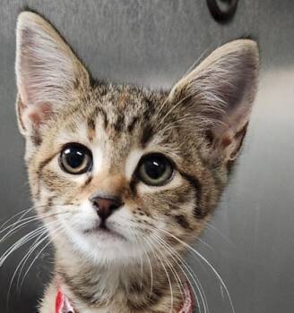 Rescue Domestic Short Hair Cats for Adoption in Spartanburg, South Carolina - Hailey | PetCurious