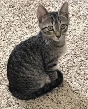 Desiree -  Tabby and Domestic Short Hair Cat for Adoption in Fayetteville, Georgia - Desiree | PetCurious