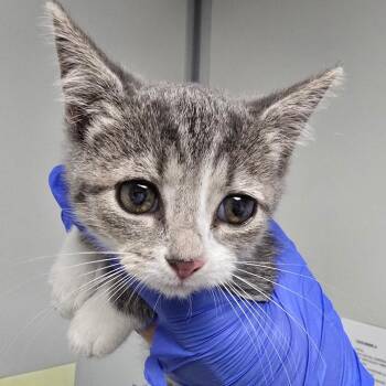 Nico -  Domestic Short Hair Cat for Adoption in Concord, North Carolina - Nico | PetCurious