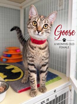 Goose -  Domestic Short Hair Cat for Adoption in Kingsland, Georgia - Goose | PetCurious