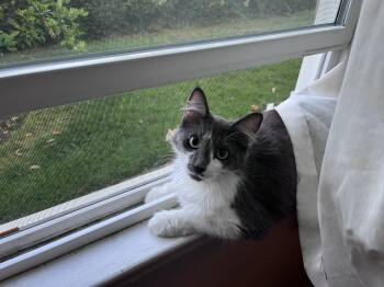 Marlena -  Domestic Medium Hair Cat for Adoption in Los Angeles, California - Marlena | PetCurious