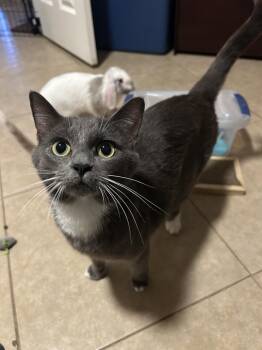 Gracie Amor -  Domestic Short Hair Cat for Adoption in Chandler, Arizona - Gracie Amor | PetCurious