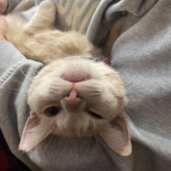 Tangelo (aka Tangelina) -  Domestic Short Hair Cat for Adoption in Roswell, Georgia - Tangelo (aka Tangelina) | PetCurious