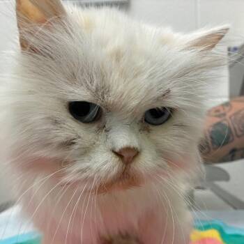 Clara -  Persian Cat for Adoption in Corpus Christi, Texas - Clara | PetCurious