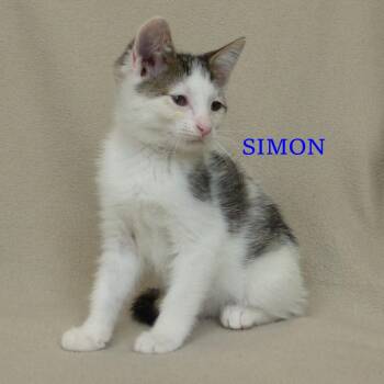 Simon -  Domestic Short Hair Cat Available for Adoption in Irondequoit, New York - Simon | PetCurious