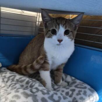Nilla -  Domestic Short Hair Cat for Adoption in Bellmawr, New Jersey - Nilla | PetCurious