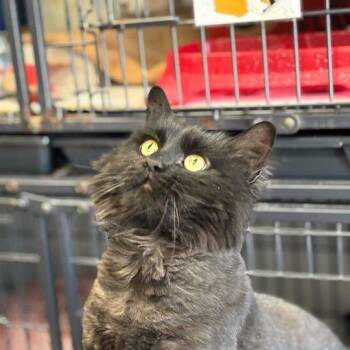 Domestic Long Hair Cats Available for Adoption in Davenport, Iowa - Void | PetCurious